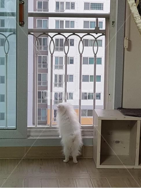 반려동물,반려견,가족,강아지,희망,동물,animal,포유류,mammal,개,강아지,dog,doggy