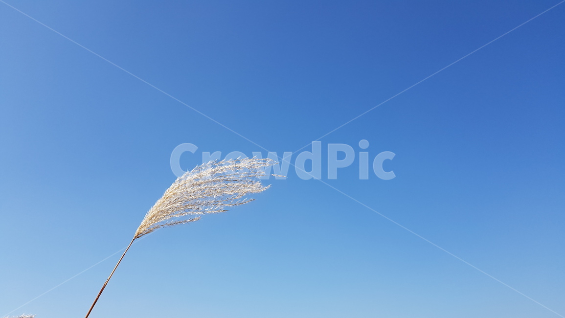 강둑,억새,길,silvergrass,road,가을,계절,fall,autumn,season
