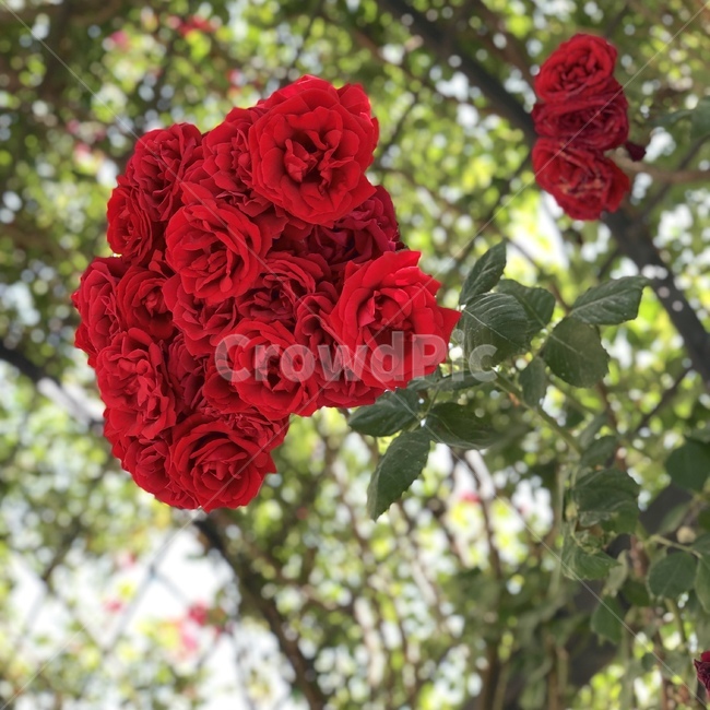 plant,rose,식물,flower,장미,꽃,blossom,정원,garden,nature,식물,자연,plants,nature,꽃,flower