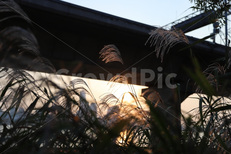 서울,한강,노을,억새,태양,가을,계절,fall,autumn,season,식물,자연,plants,nature,grass,잔디,plant
