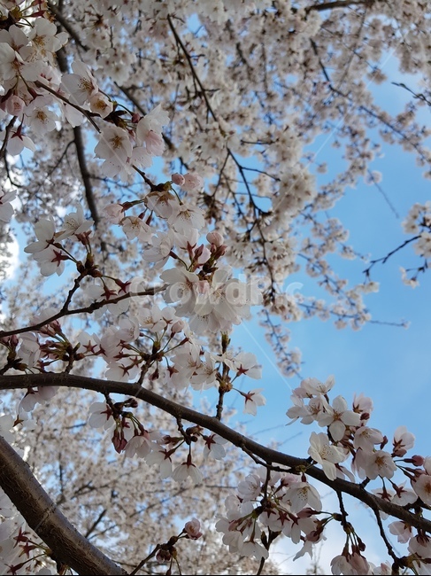 꽃,벚꽃,식물,자연,봄,봄꽃,plant,flower,blossom,cherryblossom