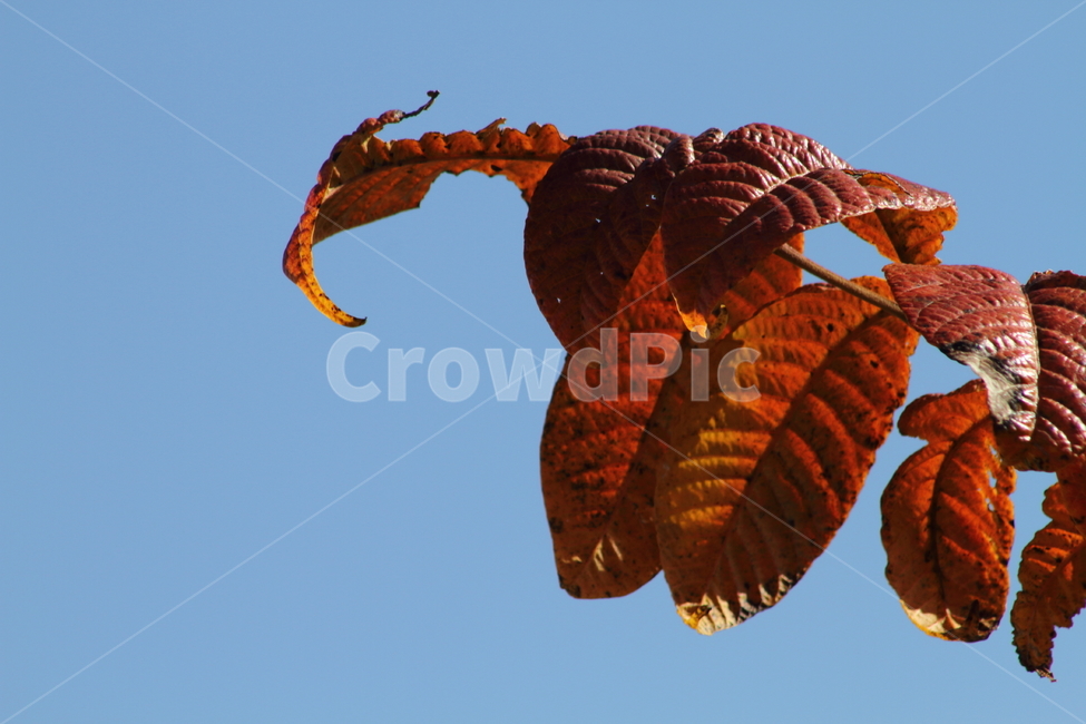 단풍,잎,식물,가을,redleaves,가을,계절,fall,autumn,season,veins,정맥