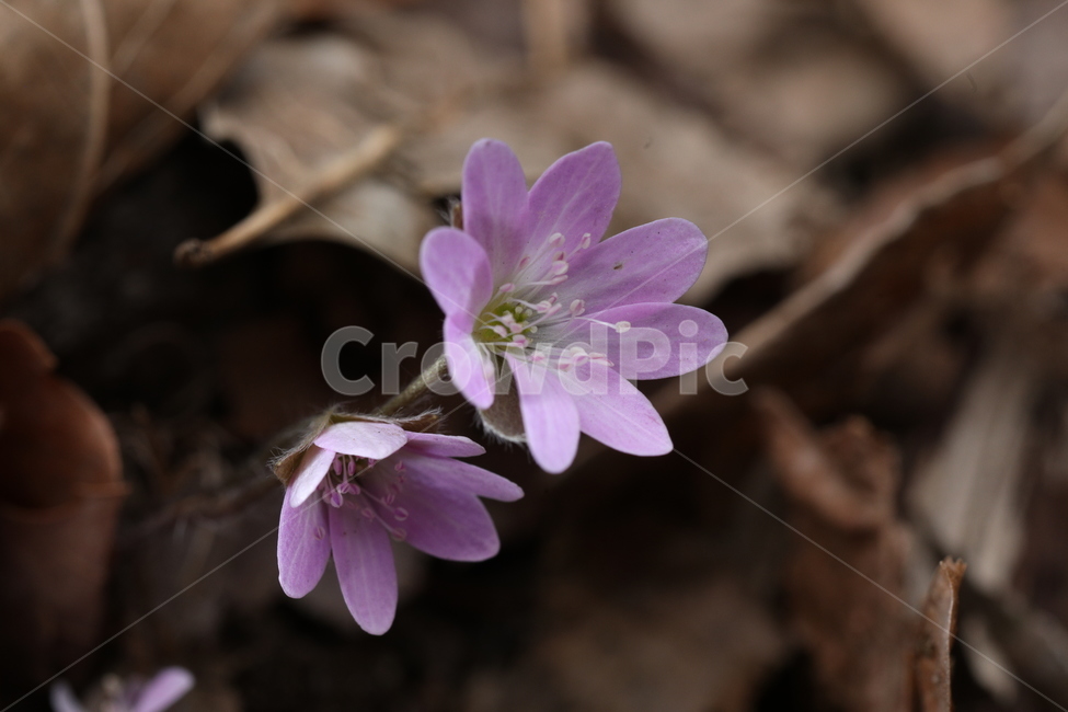 산,노루귀,인내,분홍,낙엽,강인함,식물,자연,plants,nature,꽃,flower