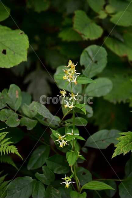 닻꽃,야생화,식물,자연,꽃,생태,힐링,플라워,wildflower,flower,plants,nature,season,감성,느낌,emotion,feeling,여름,용담목,용담과,닻꽃속,식물,자연,plants,nature,꽃,flower