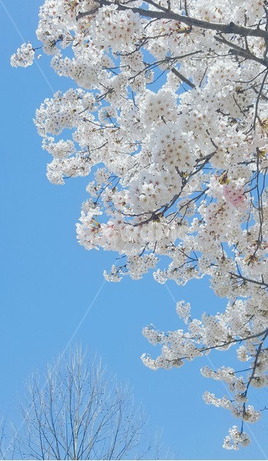 벚꽃,봄,하늘,꽃,cherryblossom,벚꽃나무,sky,봄,계절,spring,season,식물,자연,plants,nature,꽃,flower,plant,blossom
