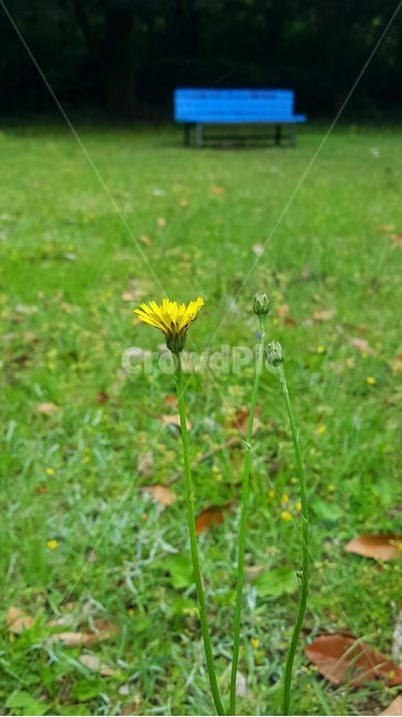 감성,자연,파란벤취,야생화,잔디,식물,자연,plants,nature,꽃,flower