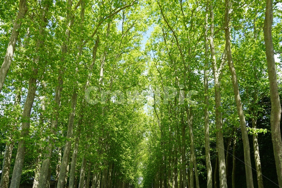 plant,식물,푸른나무,연두색,나무