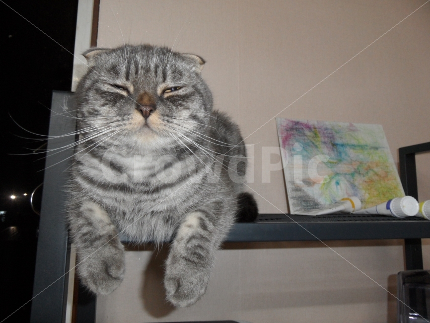 고양이,스코티쉬,회색,불만,눈부심,동물,animal,포유류,mammal,고양이,cat,kitten,kitty