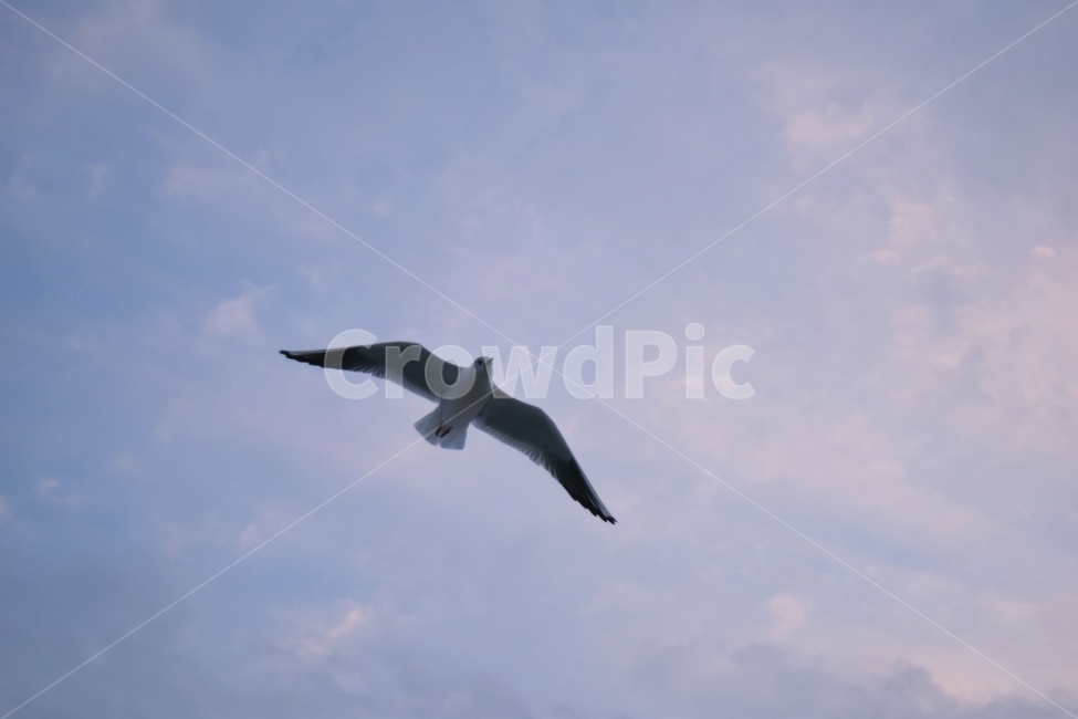 갈매기,동물,새,seagull,flying,bird,animal,동물,animal,조류,새,birds