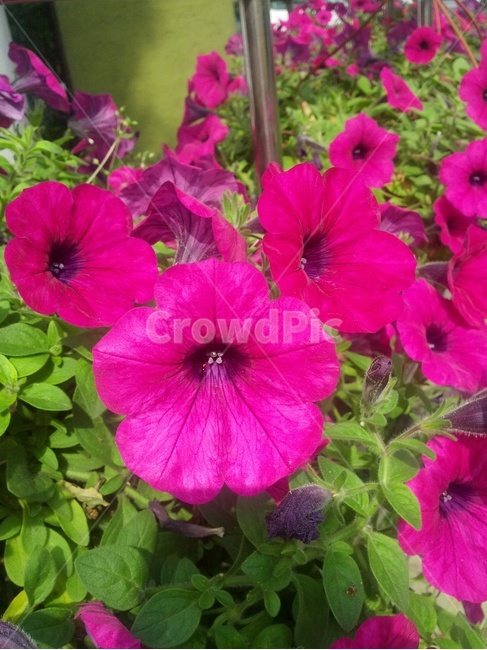 식물,꽃,화단,받침대,붉은잎,식물,자연,plants,nature,꽃,flower