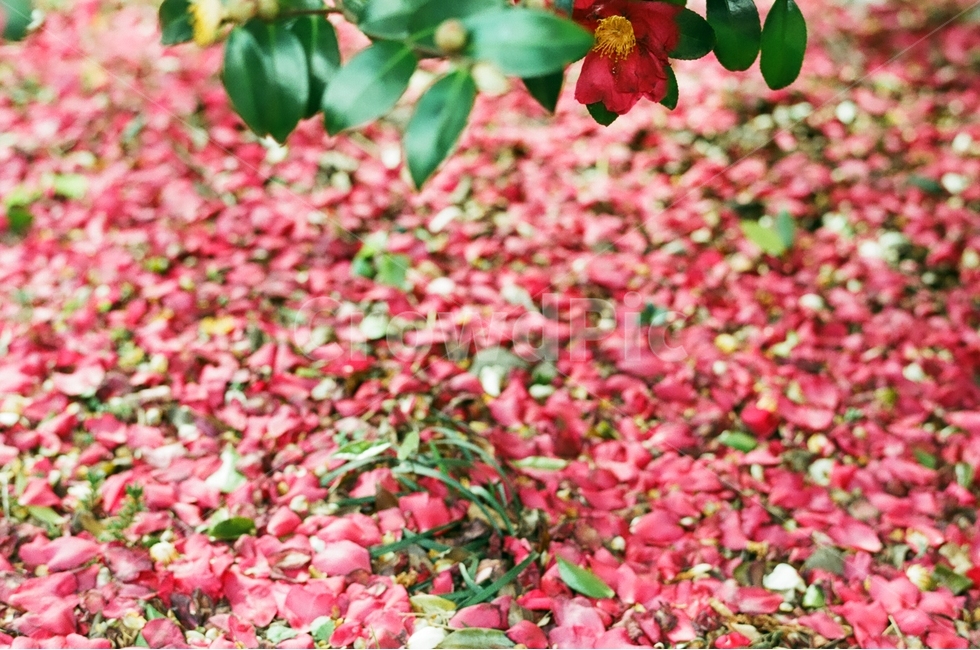 제주도,겨울제주,동백꽃,필름사진,감성,식물,자연,plants,nature,꽃,flower,감성,sensible,feeling