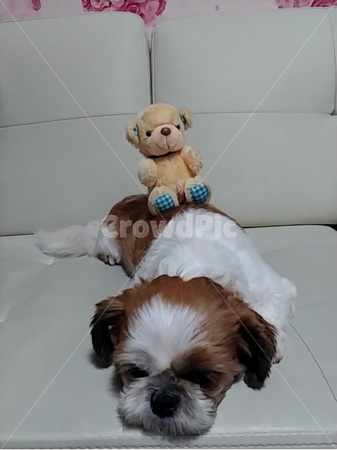 강아지,개,puppy,sleep,자는강아지,dog,sleepdog,시츄,shihtzu,bear,곰인형,개,강아지,dog,doggy