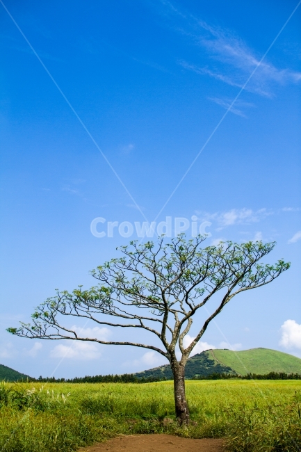제주도,나무,들판,초원,하늘,jeju,jejuisland,tree,wood,field,grassland,grassyplain,sky,bluesky,자연,natural,자연,풍경,nature,landscape,한국자연풍경,한국자연경관,korea nature landscape,제주도,jeju,jeju island,식물,plants,나무,trees,wood,outdoors,옥외,plant,목초지,들