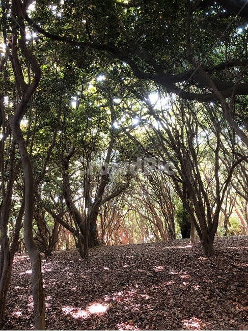 낙엽,공원,길,햇살,풍경,나무,배경,고요,화사함,분위기,감성,자유,힐링,휴식,산책,자연,nature,야외,자연광,식물,색감,산책로,내리막길,수목,수목원,쉼터