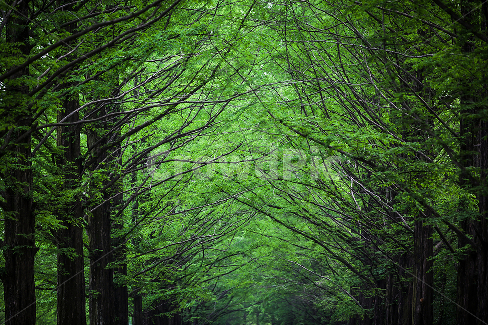 메타세콰이어,메타세콰이어길,메타세콰이어나무,나무그늘,가로수,자연,풍경,nature,landscape,path,통로