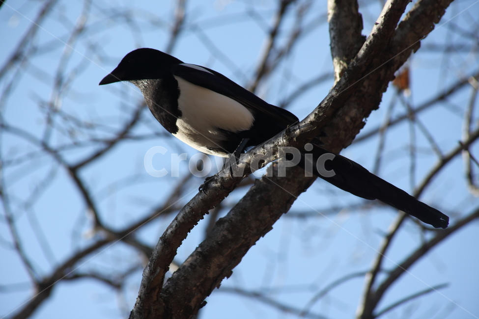 까치,새,동물,picapica,magpie,동물,animal,조류,새,birds