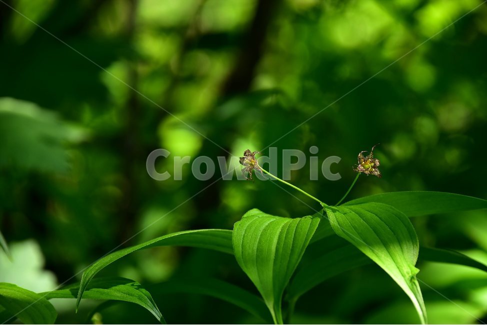 금강애기나리,야생화,꽃,식물,자연,생태,플라워,flower,plants,nature,식물,자연,plants,nature,꽃,flower