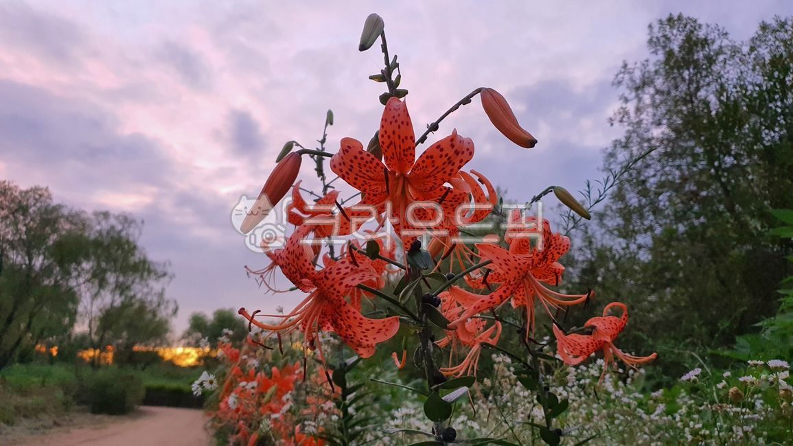 easterlily,ecological park,Alnari,tiger lily,Lily,flower,leopard lily,plant,sunset,Lily of the valley,lily,Gangseo Wetland Ecological Park