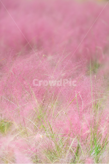 핑크뮬리,억새,핑크억새,가을,들꽃,분홍억새,꽃밭,pinkmuhlygrass,풍경,핑크색,핑크빛,색감,식물,자연,plants,nature