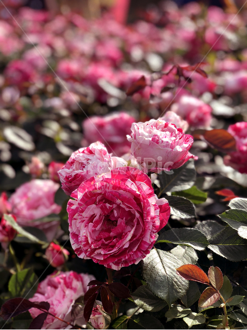 plant,식물,flower,꽃,rose,장미,붉은장미,봄,향