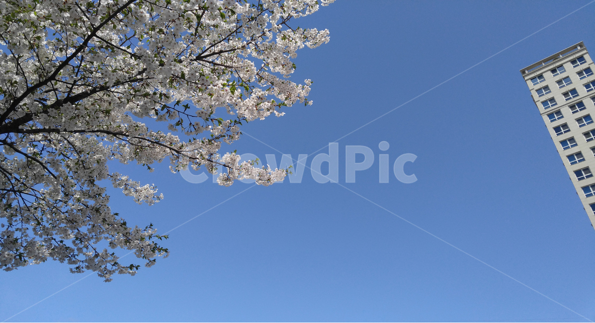 봄,벚꽃,나무,봄꽃,봄나무,봄하늘,하늘,풍경,자연,봄,계절,spring,season,식물,자연,plants,nature,꽃,flower,plant,blossom