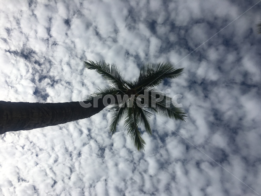 sky,cloud,palm tree,Honolulu,Hawaii