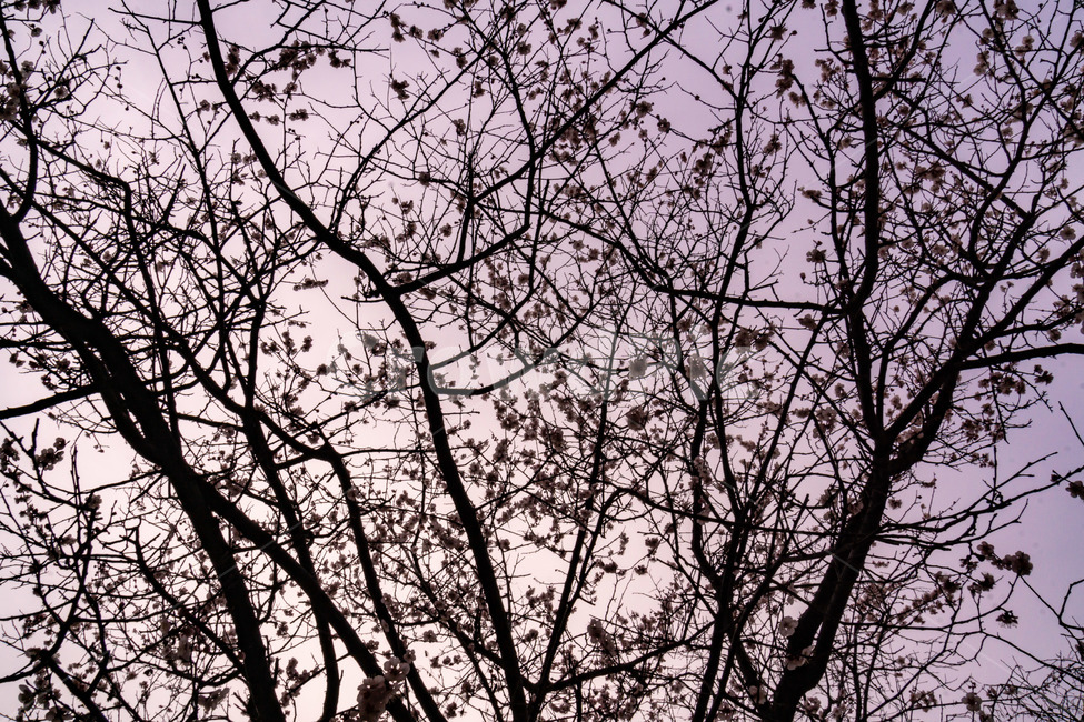 매화,매화꽃,봄꽃,봄,나무,계절,매화나무,꽃,풍경,봄,계절,spring,season,식물,자연,plants,nature,꽃,flower,silhouette,실루엣