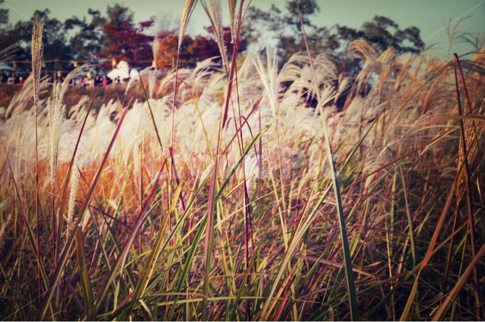 plant,식물,억새,가을,풍경,자연,가을,계절,fall,autumn,season