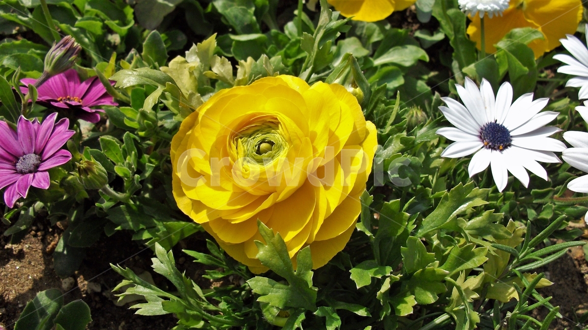 꽃,자연,식물,꽃잎,암술,수술,봄,spring,nature,bloom,petal,floral,scent,beautiful,plant,flower,식물,자연,plants,nature,꽃,flower