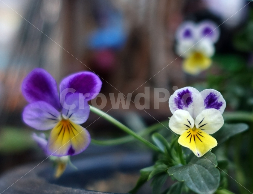 꽃,여행,화분,봄,봄꽃,식물,자연,plants,nature,꽃,flower