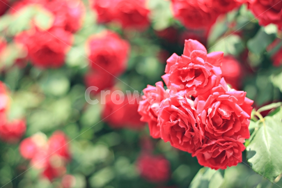 장미,식물,꽃,beauty,red,강렬,감성,클로즈업,쌍떡잎식물,plant,flower,rose,가시,자연,nature,식물,자연,plants,nature,꽃,flower