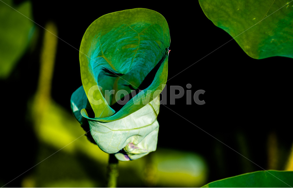 연잎,문양,무늬,패턴,연못,식물,자연,plants,nature