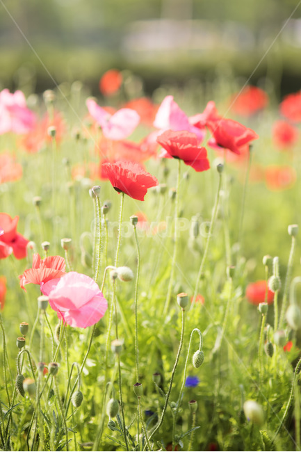 양귀비,고잔역양귀비,양귀비축제,꽃,빨간꽃,식물,자연,plants,nature,꽃,flower