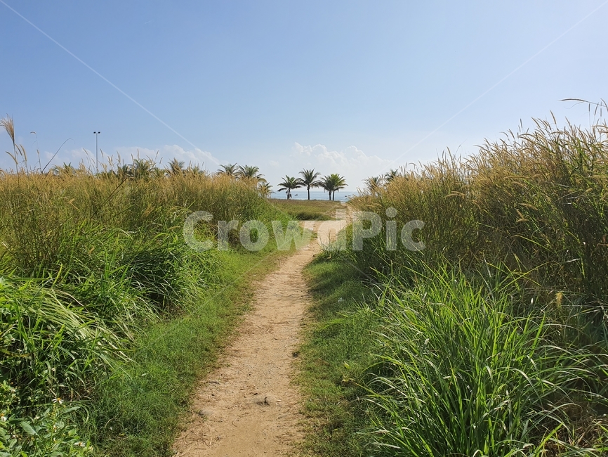 road,dirtroad,흙길,오솔길,path