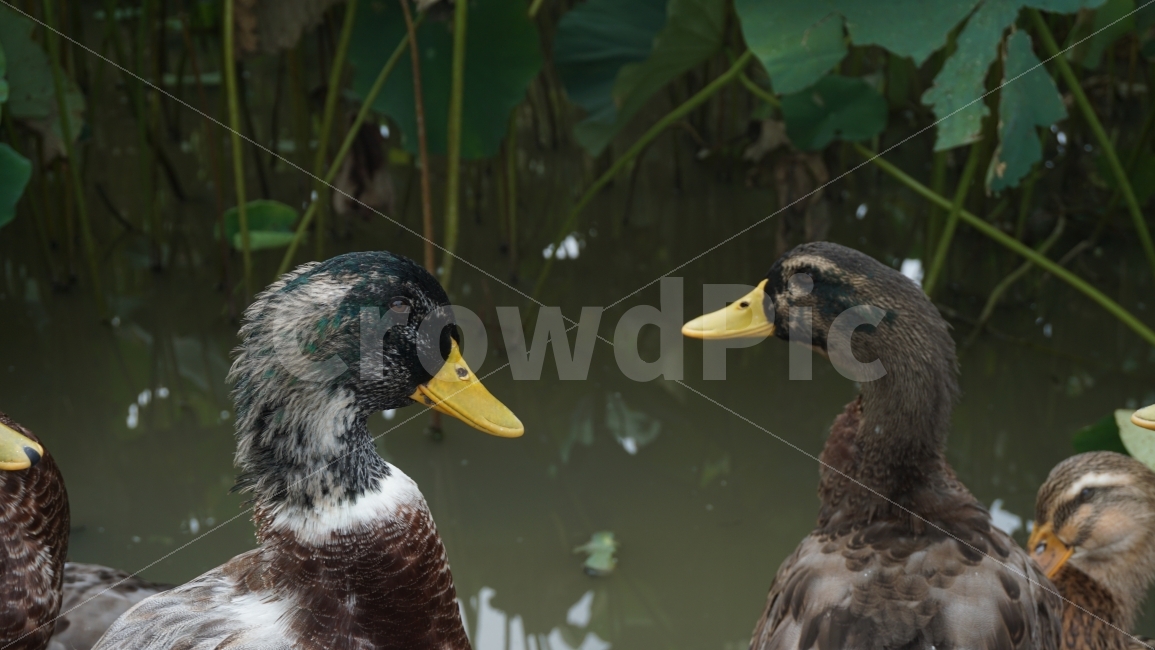 청둥오리,mallard,호수,오리,duck,자연,한쌍,부부,연인,사랑,love,동물,조류,bird,animal,새,동물,animal,조류,새,birds