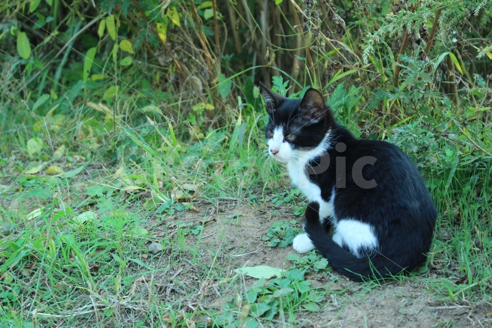 공원,자연,휴식,힐링,하늘공원,하늘,갈대,고양이,들고양이,길냥이,동물,animal,고양이,cat,kitten,kitty,포유류,mammal