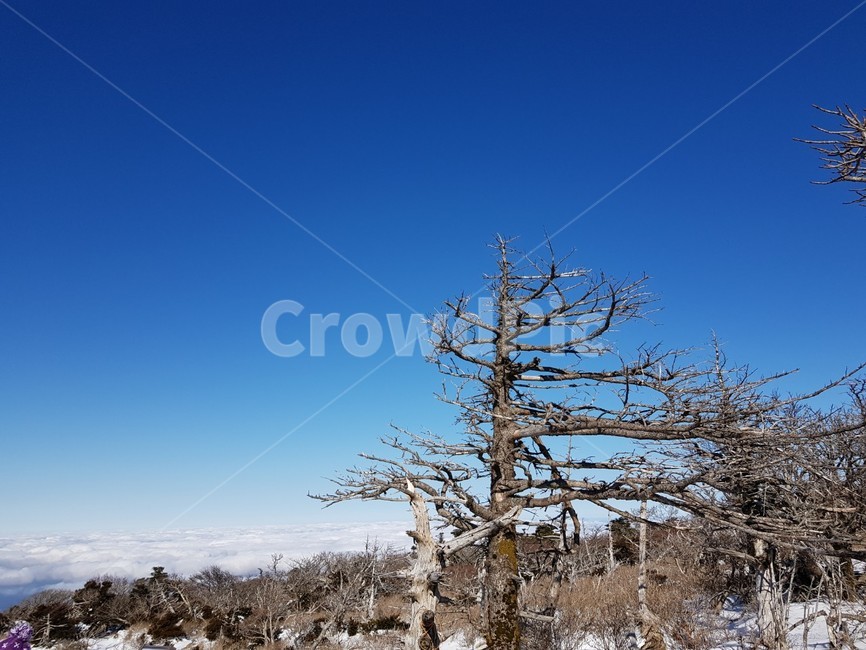 한라산,제주,설경,고사목,주목,겨울,계절,winter,season,자연,풍경,nature,landscape,tree,나무,plant,식물