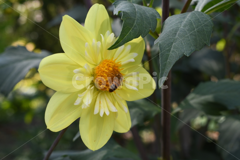 꽃,벌,잎사귀,yellow,bee,plant,flower,식물,자연,plants,nature,꽃,flower