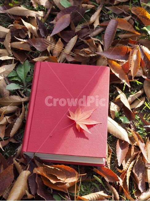 책,낙엽,단풍,잎,배경,도서,가을,빨간,자연,빨강색책,독서,book,deciduous,maple,leaf,background,books,autumn,red,nature,redbook,reading,가을,계절,fall,autumn,season,plant,식물,tree,나무
