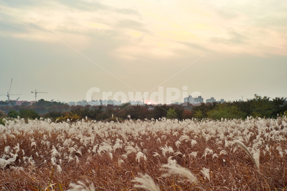 자연,풍경,억새꽃,노을,저녁,감성,가을,가을,계절,fall,autumn,season