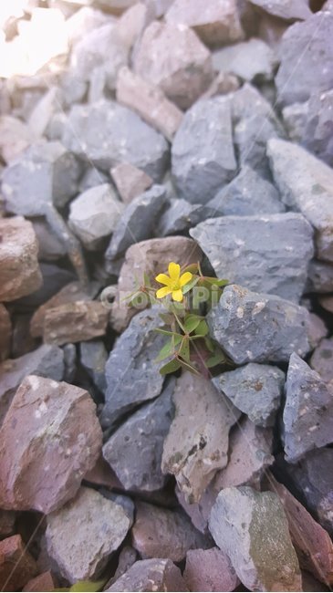 감성,들꽃,자갈,풀꽃,자연,식물,자연,plants,nature,꽃,flower