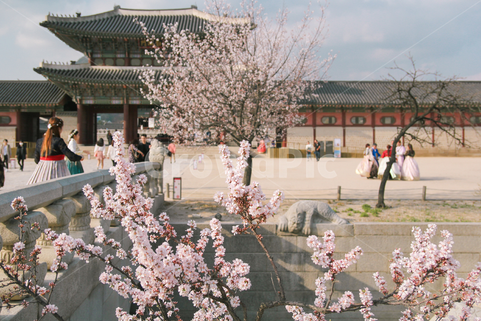 경복궁,봄,벚꽃,풍경,꽃,감성사진,봄,계절,spring,season,한국전통,한국문화,korean traditional,korean culture,랜드마크,landmark,tourist attraction,한국랜드마크,한국관광지,한국명소,korea landmark,korea tourist attraction,식물,자연,plants,nature,꽃,flower,plant,blossom,cherry blossom