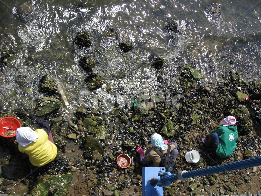할머니,조개,채취,노동,바다,바닷가,삶,섬,어업,fishery,fishing industry