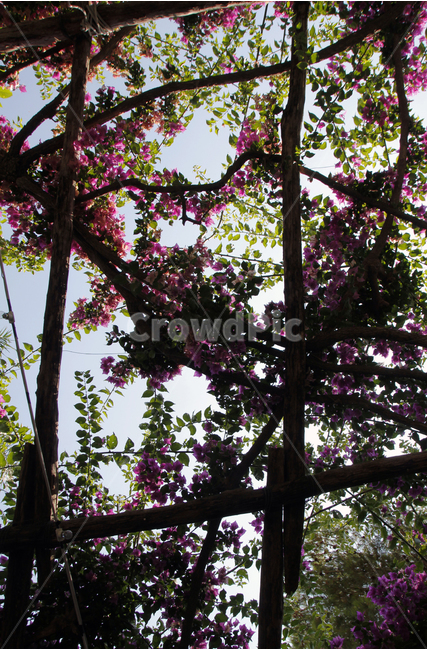꽃,등나무,자연,식물,flower,식물,자연,plants,nature,꽃,flower