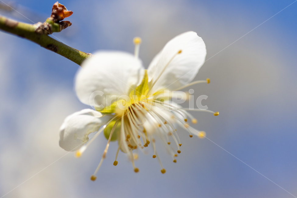 매화,매화꽃,나무가지,줄기,클로즈업,메크로,macro,식물,plant,봄꽃