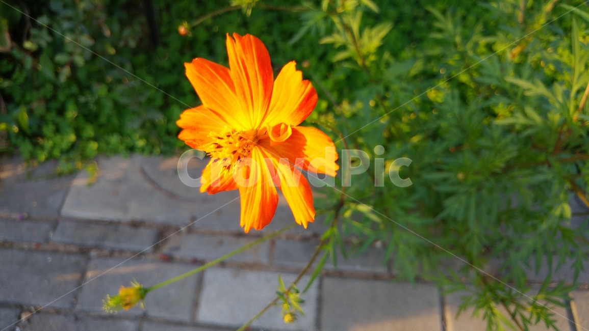 가을,꽃,자연,정원,초록,식물,자연,plants,nature,꽃,flower