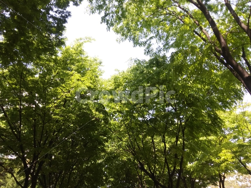 나무,자연,풍경,힐링,행복