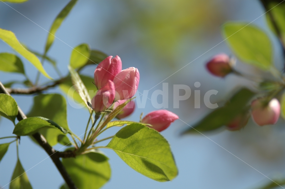 식물,꽃,꽃사과꽃,분홍,녹색,식물,자연,plants,nature,꽃,flower