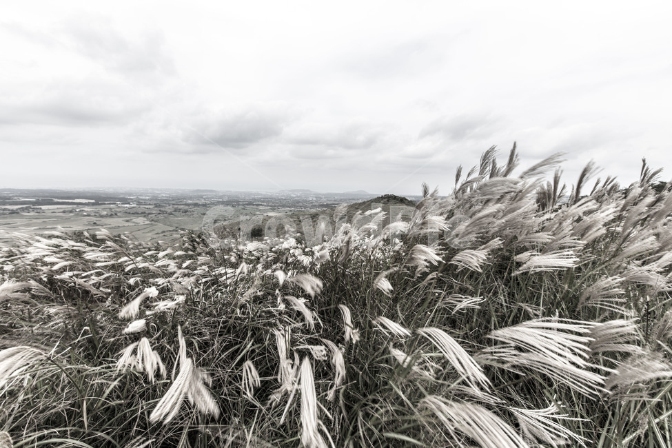 제주도,새별오름,제주갈대,제주도갈대밭,제주도산책,자연,풍경,nature,landscape,grass,잔디,plant,식물,food,음식