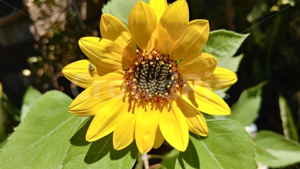 식물,해바라기,해바라기와거미,동물,곤충,미니해바라기,노란꽃,꽃,sunflower,tinyspider,nature,식물,자연,plants,nature,꽃,flower